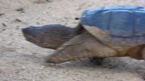 Ancient Snapper Patrols Shoreline Soil in Search of Nesting Spot Stock Footage 325633477
