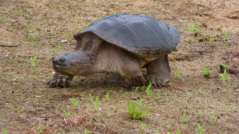 Ancient Snapping Turtle Patrols Shoreline in Search of Nesting Ground Video stock 325634915