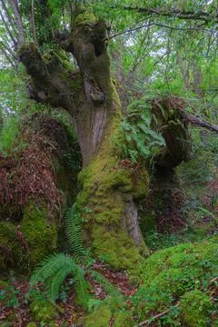 Ancient specimen of chestnut tree surrounded by ferns Stock Photos
