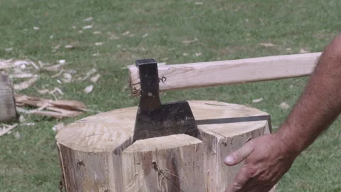 Ancient Splitting Tree Trunk Stock Footage 318474399