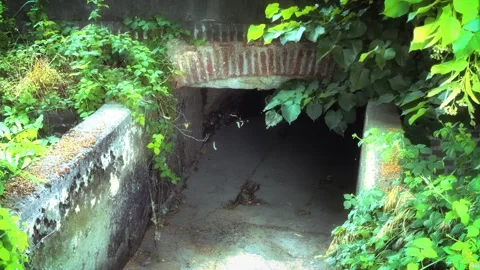 Ancient Stone and Brick Water Tunnel Entrance Overgrown with Green Vegetation Stock Footage 337550635