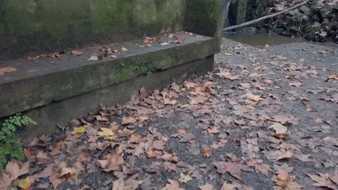 Ancient stone bench covered with moss and leaves Stock Footage 141109037