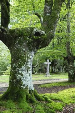 Ancient stone cross in the middle of two beech trees Stock Photos