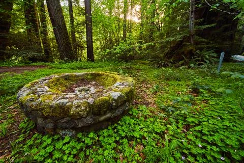 Ancient stone firepit in field of lush clovers and forest Stock-Fotos