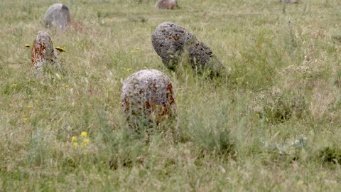 Ancient stone grave markers in a field in Kyrgyzstan Stock Footage 203858005