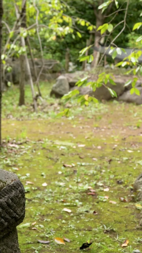 Ancient Stone Lantern Panning Shot in Shrine Garden Vertical Video Видео 344785923