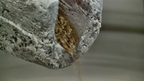 Ancient stone mill in motion while grinding wheat grains Stock Footage 128585022