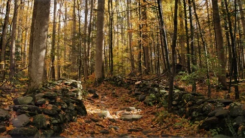 Ancient Stone Path under Fall Orange Leaves of Autumn Stock Footage 103651297