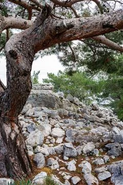 Ancient stone ruins under a pine tree Stock Photos