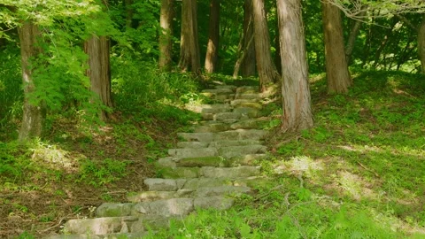 Ancient stone step pathway heading up into a quiet green forest Stock Footage 339041557