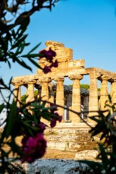 Ancient stone temple with columns framed by pink flowers 库存照片