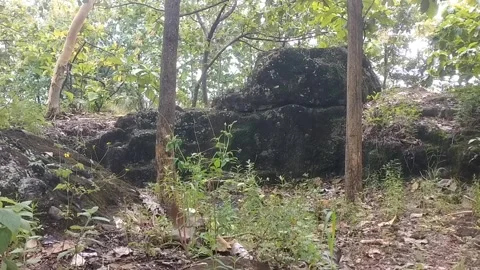 Ancient Stone Wall Amidst the Forest Stock Footage 329558146