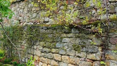 Ancient Stone Wall Covered With Moss and Vines in a Serene Garden Setting Stock Photos