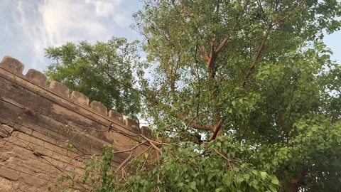 Ancient Stone Wall with Green Trees and Peepal Tree Roots in India Video stock 331554577