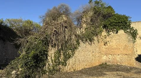 Ancient stone wall, partially crumbled and covered in thick ivy and dry branches Stock Photos