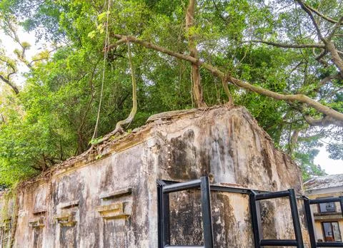 Ancient stone walls crumble while lush trees reclaim the heritage ruins. Stock Photos