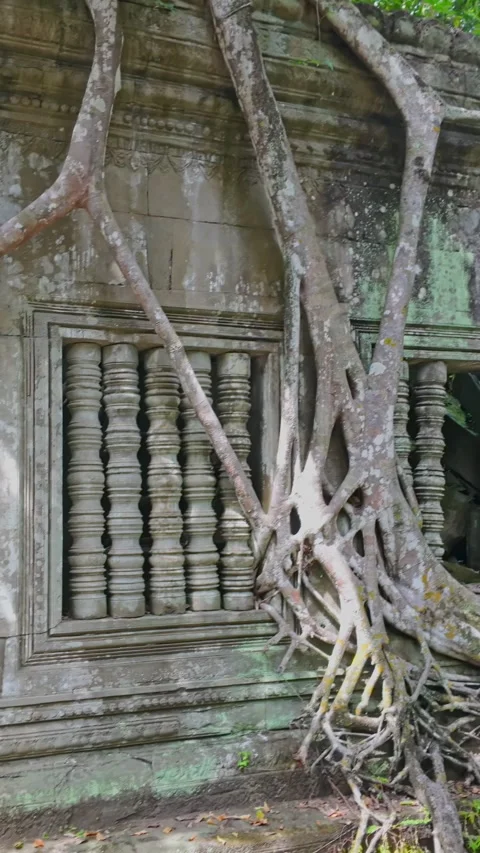 Ancient stone windows overgrown with tree roots, Prasat Beng Mealea, Cambodia Stock Footage 335666621