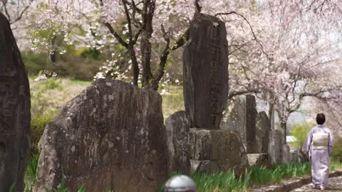 Ancient stones stand beneath blooming cherry trees Stock Footage 341531159