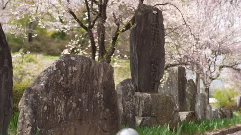 Ancient stones stand still beneath blooming cherry trees Stock Footage 341531144