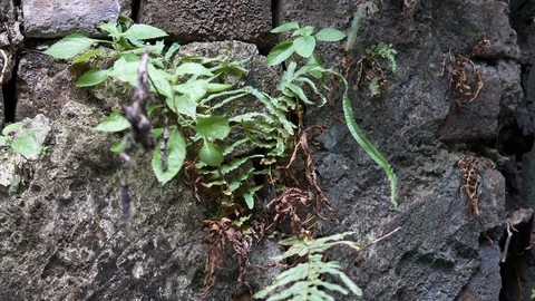 Ancient stonework structure with vegetation growing in cracks. Stock Footage 101150587