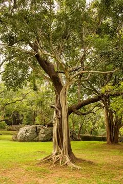 Ancient Strangler Fig Tree with Exposed Roots in a Tropical Green Landscape Stock Photos