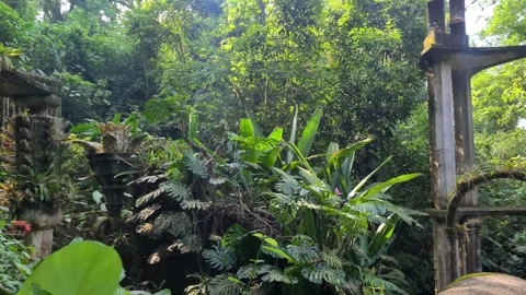 Ancient Structures Surronded By Jungle Stock Footage 249238773