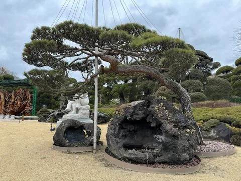 Ancient styled pine bonsai tree with dramatic branches and stone sculpture Stock Photos