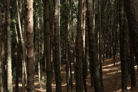 Ancient tall pine trunk forest in sunny day 스톡 사진