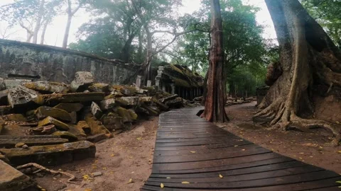 Ancient Temple Ruins Beneath Towering Trees Stock Footage 343129347