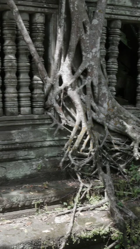 Ancient temple ruins with tree roots, Prasat Beng Mealea, Cambodia Stock Footage 335666665