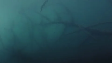 Ancient Tetrapod Swims in a Devonian sea Stock Footage 133436856