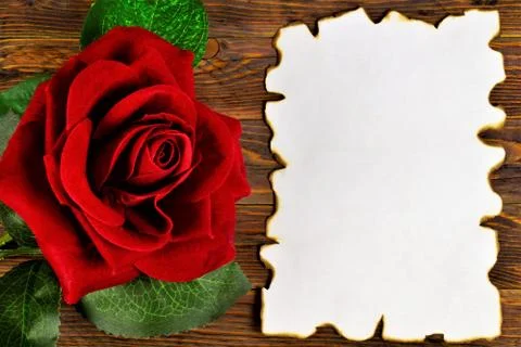 Ancient texture of old paper, background for writing and red rose. Stock Photos