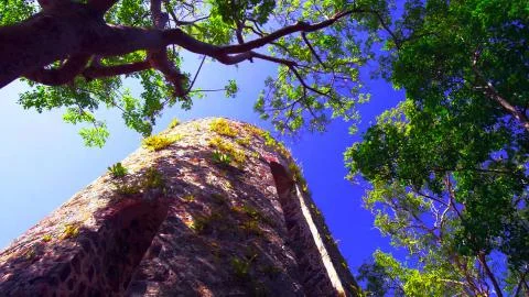 Ancient tower in the forest Stock Photos