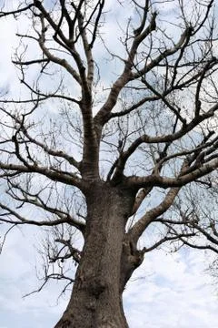 Ancient tree against clouds Stock Photos