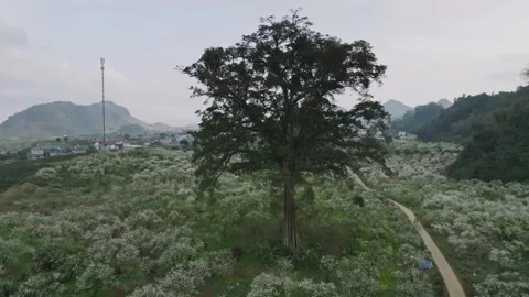 Ancient Tree Amid Blooming Plum Orchards in Moc Chau, Vietnam Vídeo Stock 344953270