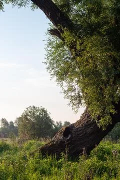 Ancient Tree and Sunset Stock Photos