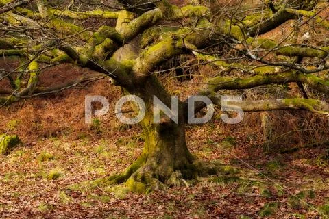 Ancient tree in autumn colours at Tarn Hows, Lake District Stock Photos
