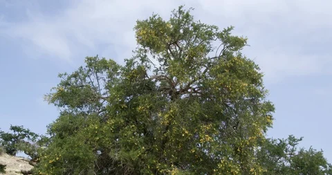 Ancient tree in desert landscape Stock Footage 104057470
