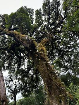 Ancient Tree Draped in Moss Stock Photos