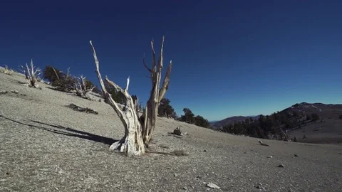 Ancient Tree Stock Footage 82049236