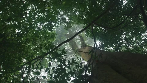 Ancient Tree 스톡 동영상 137234765