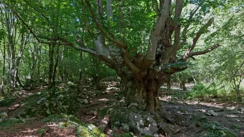 Ancient tree in the forest 스톡 동영상 247189064