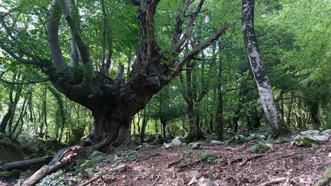 Ancient tree in the forest in summer 스톡 동영상 247189290