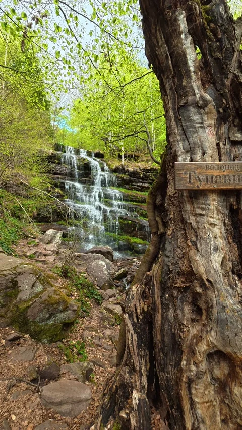 Ancient tree frames a hidden waterfall. Tupavica, Vertical Stock Footage 335947376