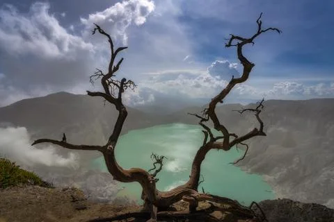 An ancient tree frames a vibrant turquoise acid lake in a volcano, surrounded 스톡 사진