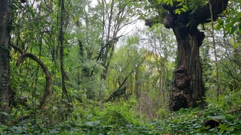 Ancient Tree in Green Forest with Natural Light and Calm Stock Footage 320161940