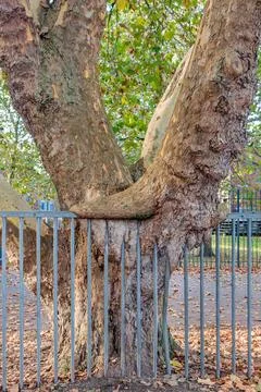 A ancient tree is grown into a fence Stock Photos