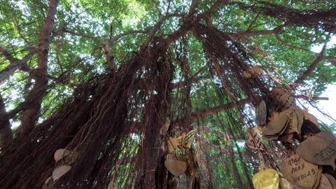 Ancient tree with hanging golden wish hearts at Buddhist temple Video stock 339978688