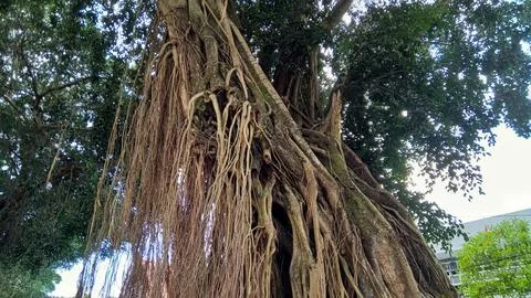 Ancient Tree with Hanging Roots Stock Photos