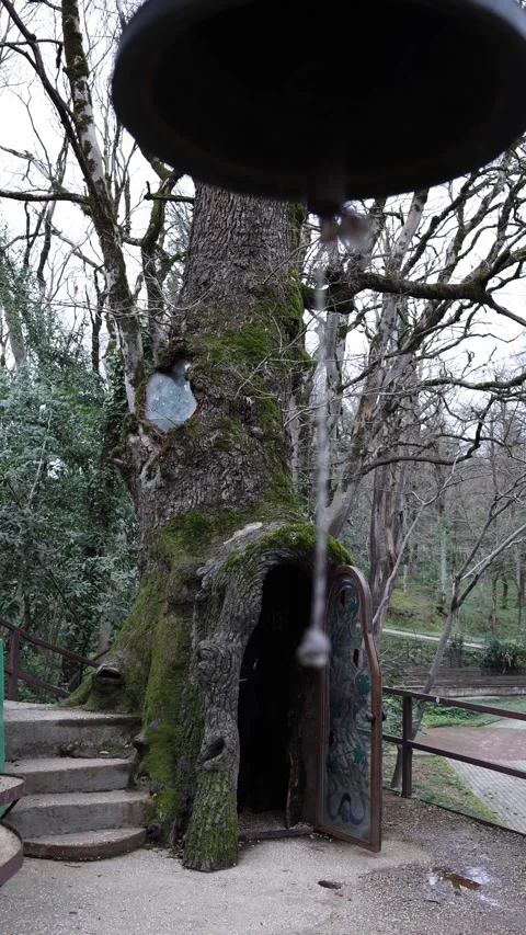 Ancient tree hollow with door mystical forest sanctuary Stock Footage 330904094